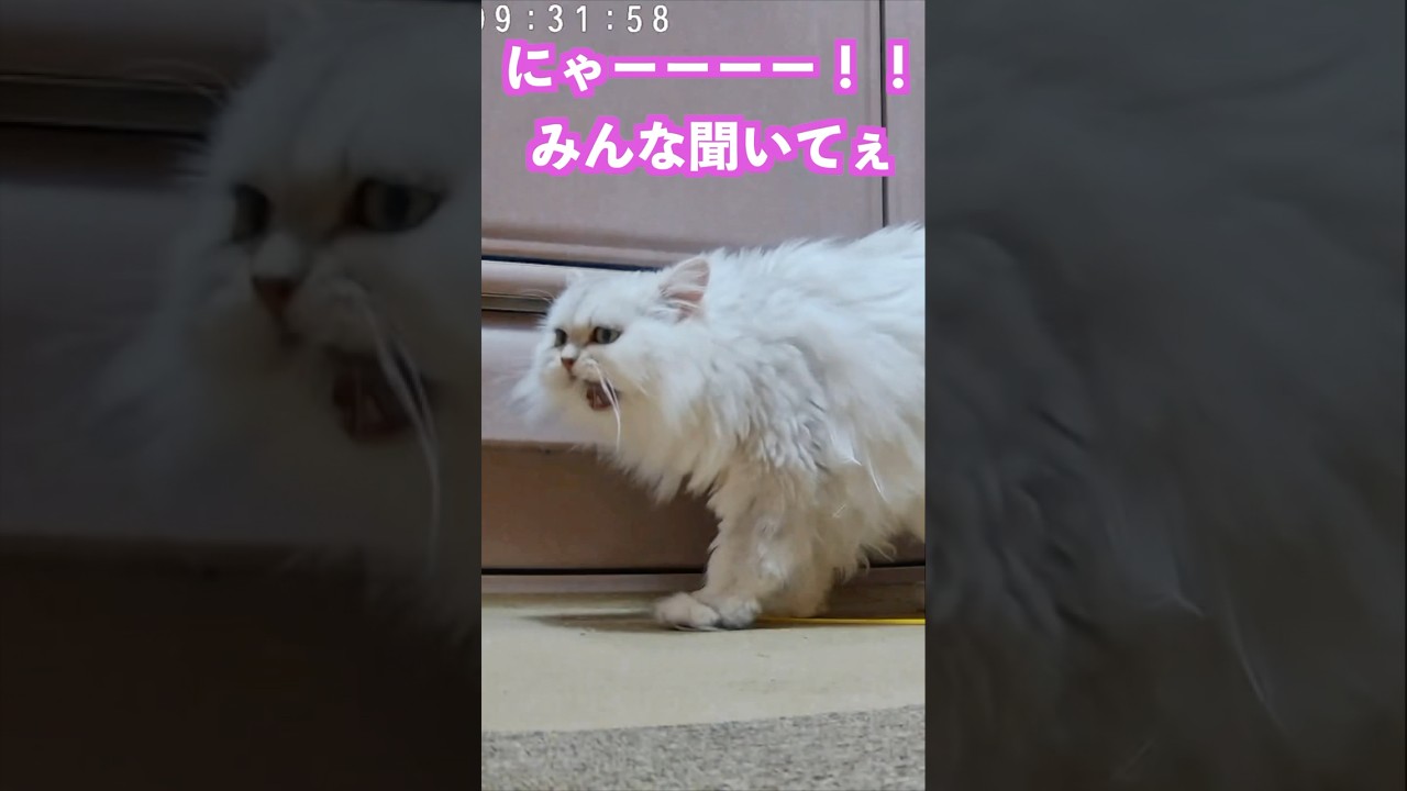 ペルシャ猫長女ひめちゃん大声で大招集💛みんな早く集まって❗️#ペルシャ猫 #猫のいる暮らし #鳴き声 #猫のいる暮らし