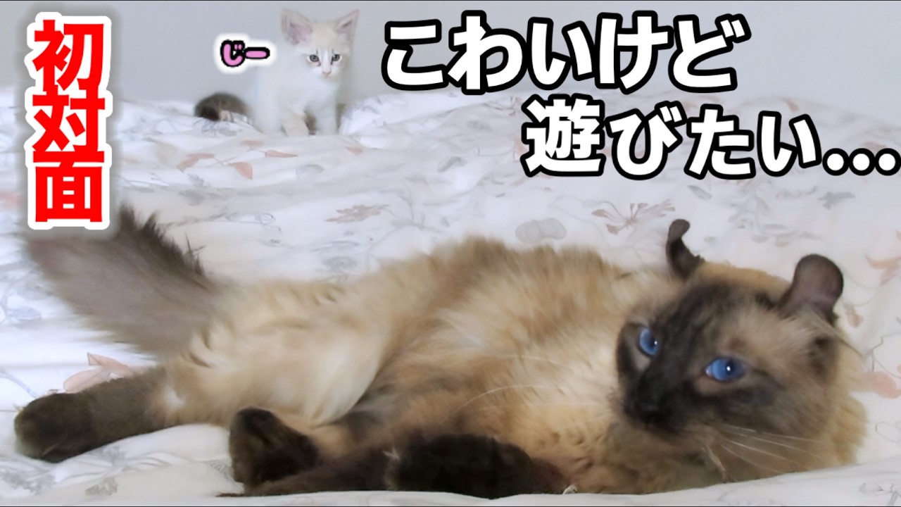 【大爆笑】はじめましてはドキドキ！新入り子猫と成猫のほのぼの対決♪ かわいい2匹のゆかいな1日 #子猫