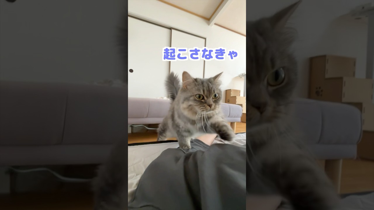 寝起きで赤ちゃんモードな猫が可愛すぎましたw   #猫 #ねこ #ネコ #猫動画 #猫のいる暮らし #ねこのいる生活 #マンチカン #shorts #cat #猫好きさんと繋がりたい