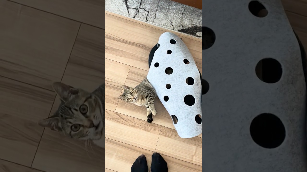 #471 トンネルまろん 生後4ヶ月 #子猫