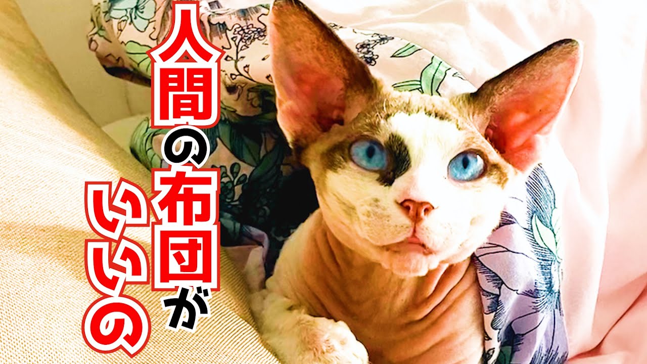 170:人間の布団が好きなスフィンクス猫