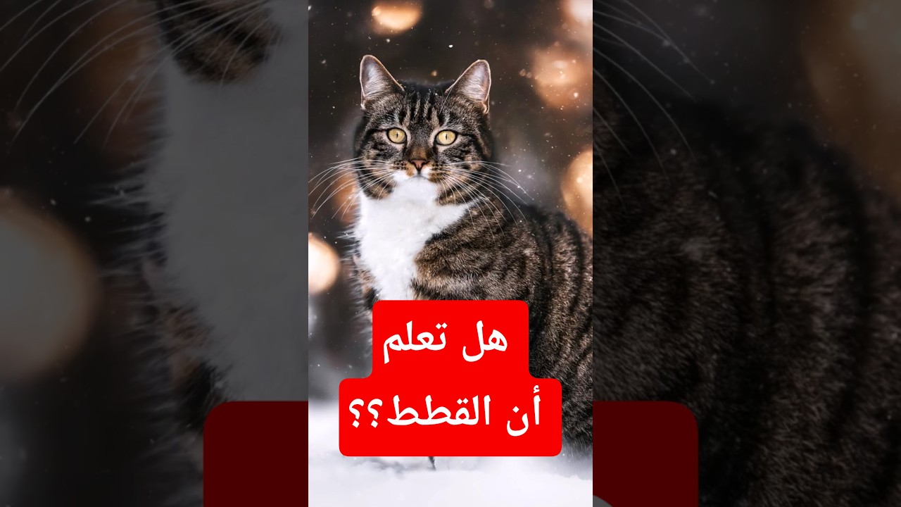 هل تعلم أن القطط؟؟ #عالم #حيوانات #معلومات #الطبيعة #حقائق #اكسبلور #shorts #animals #explore
