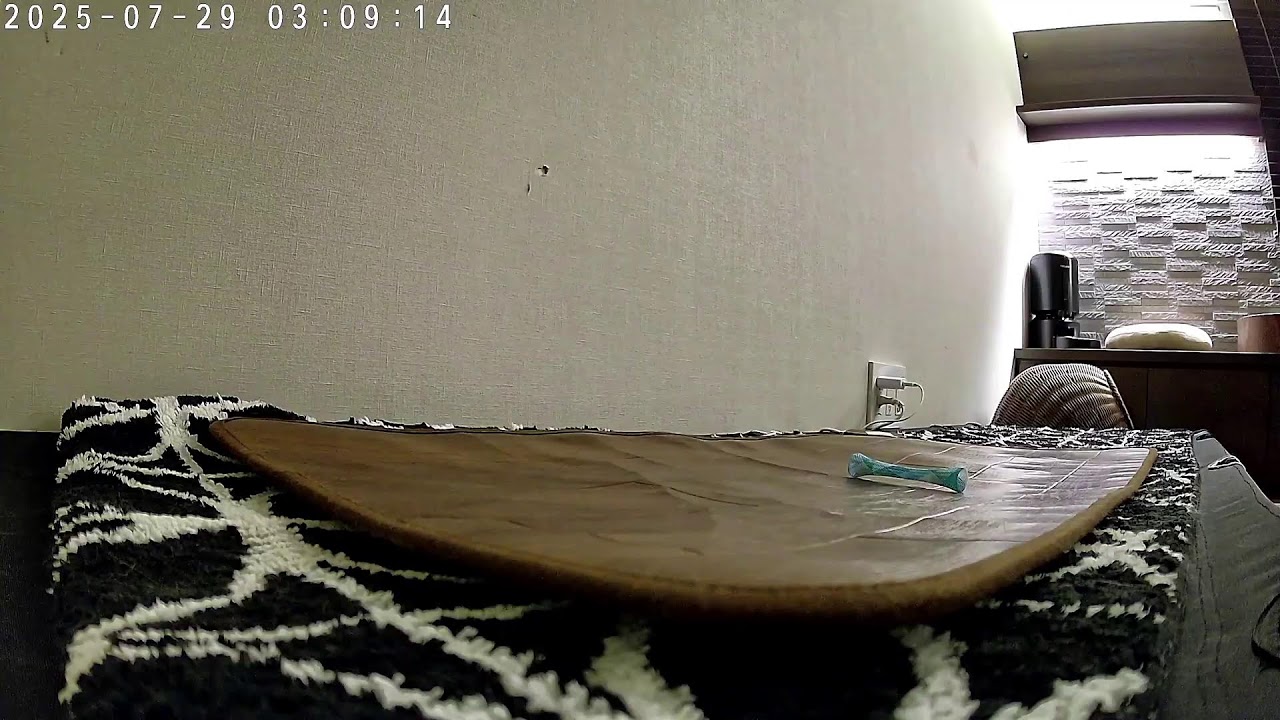 【LIVE Lei on the Hot Carpet】呼んだら来る猫レイちゃん | Lei the cat, who comes whenever she is called【シンガプーラ】