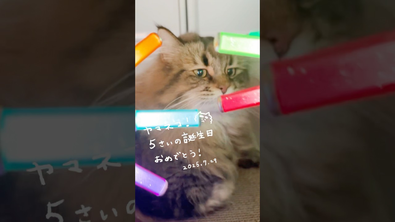 最推しが5歳になりました🎂 #サイベリアン #cat #猫 #誕生日 #ヤマネコ