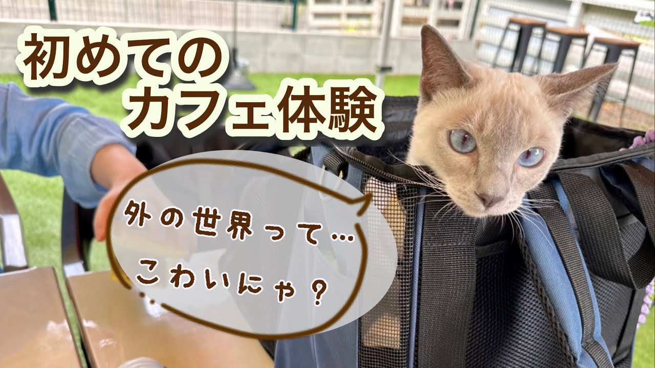 猫の初カフェ体験と外の世界🌳|ハーネス練習から公園デビューまで🐾【トンキニーズ】