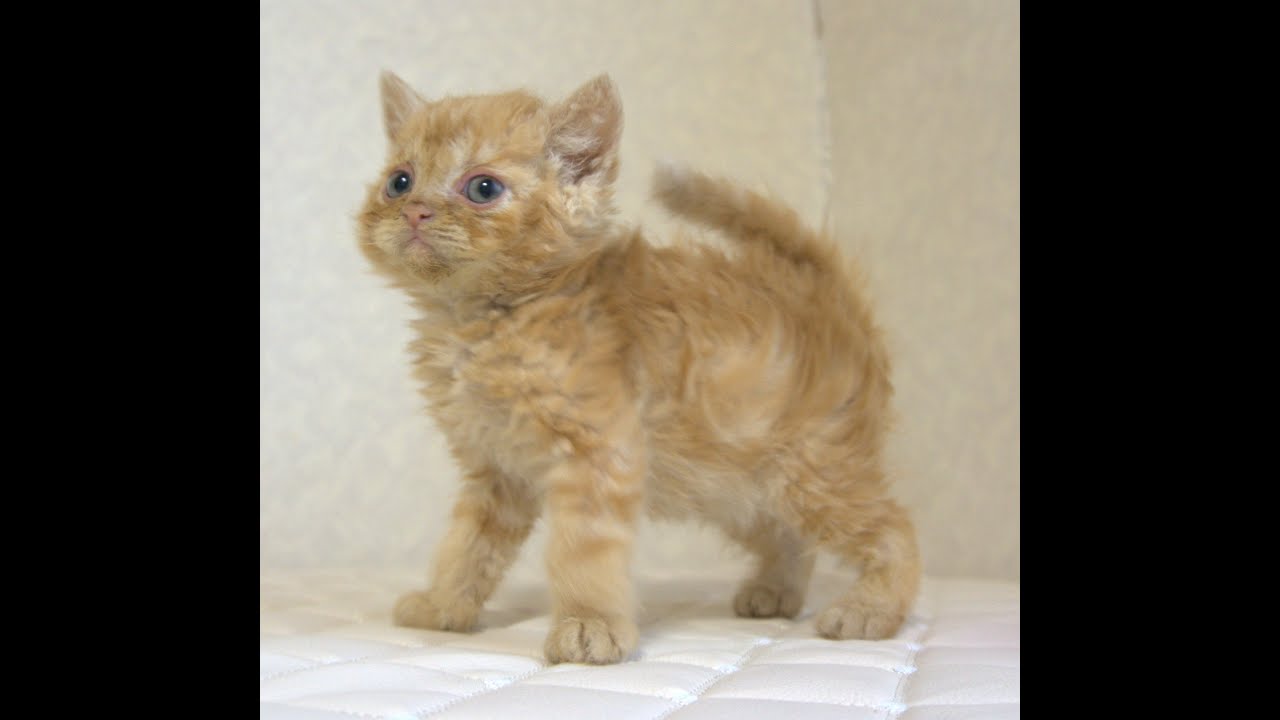 セルカークレックス子猫　Selkirk Rex　2025.5.28産まれ　レッドタビー　巻き毛　セミロング　男の子　シーダキャット猫のお店