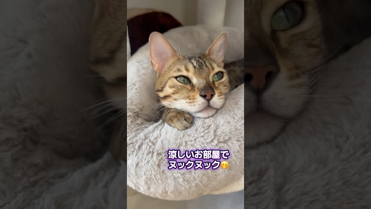 お昼寝　#ベンガル #cat #猫 #猫のいる暮らし