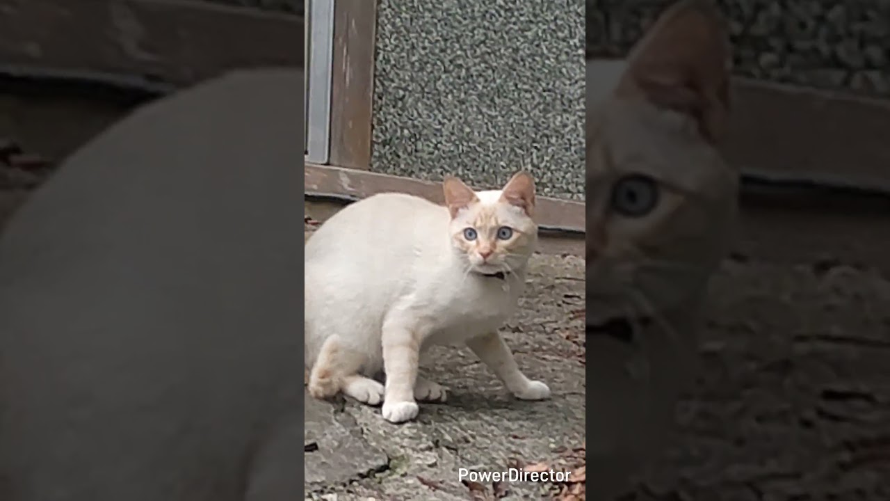 白シャム兄　#シャムミックス