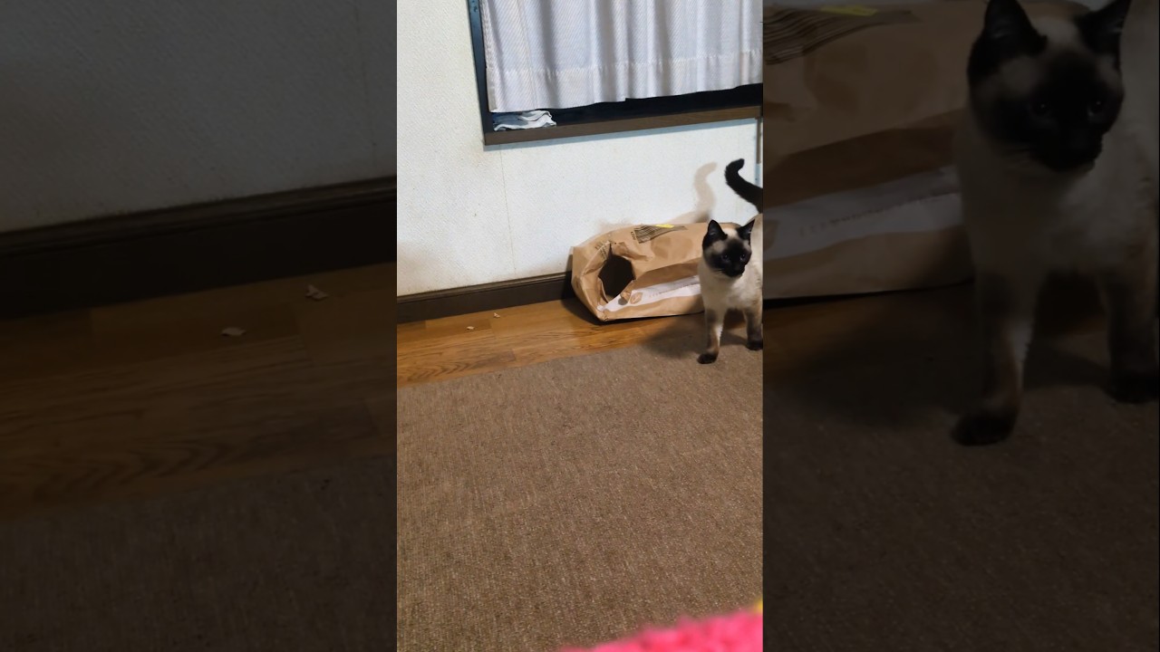 ひょっこりマロン☆シャム猫マロンちゃん #cat #catshorts #シャム猫 #しゃむねこ #猫のいる暮らし #猫のいる生活 #ひょっこり