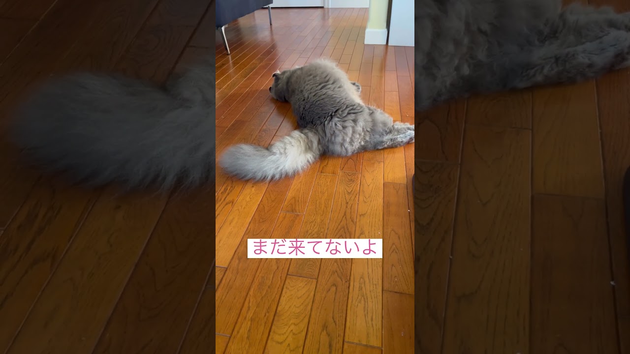 気合い入れて #ねこ動画 #アメリカンカール #shorts