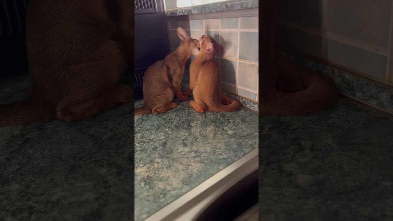 Abyssinian kittens