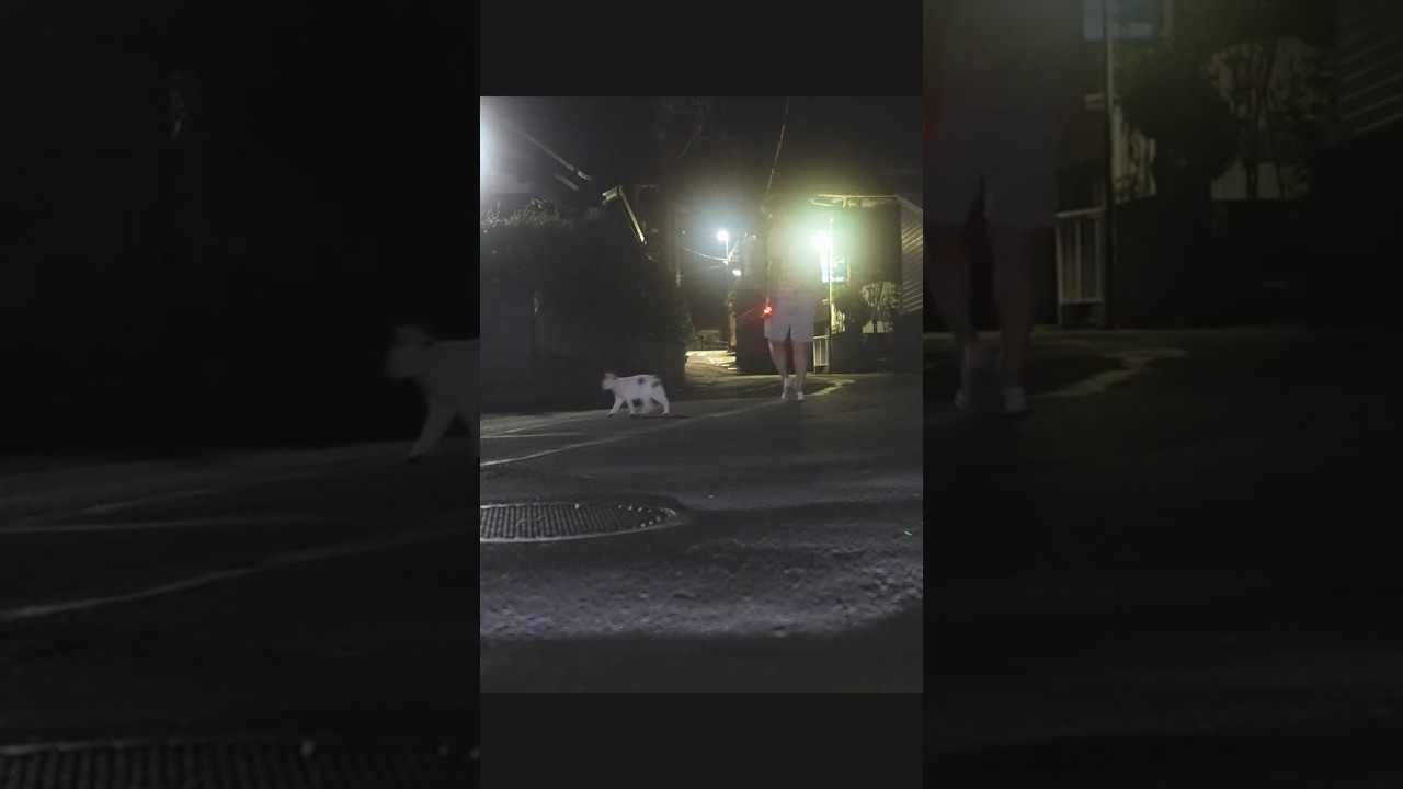 さんぽねこのゆきちゃん、久しぶりの夜散歩の公開になります。下田に向かう国道135号。いつもこんな感じ！ #ジャパニーズボブテイル #cat #熱海 #散歩 #猫のいる暮らし  #保護猫  #野良猫