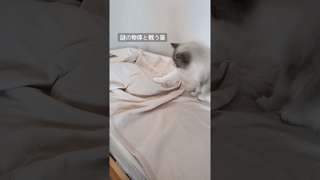 謎の物体と戦う猫#ラグドール#ロシアンブルー#cat#猫のいる暮らし