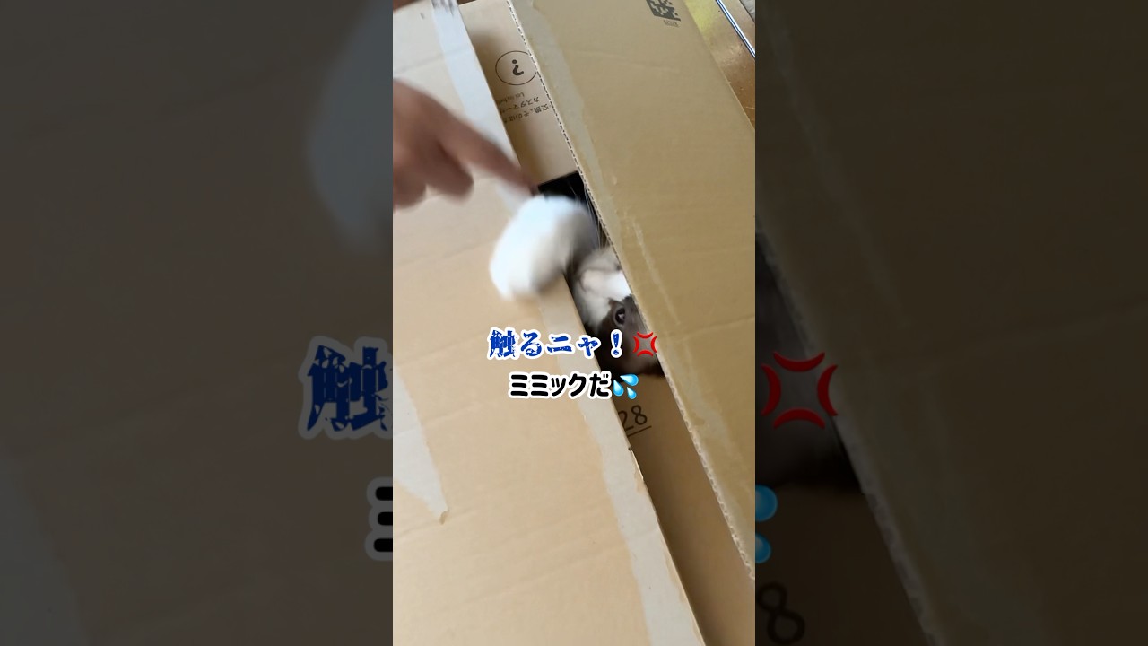 荷物の中身がミミックだった💦　#猫 #cat #ラグドール #shorts