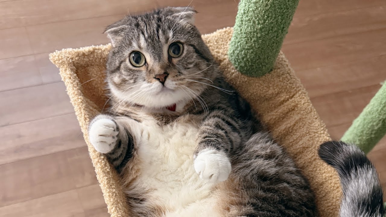 りっちゃんの爪切りやブラッシングをしつつ最近の告知など猫雑談🐈💗 Part6