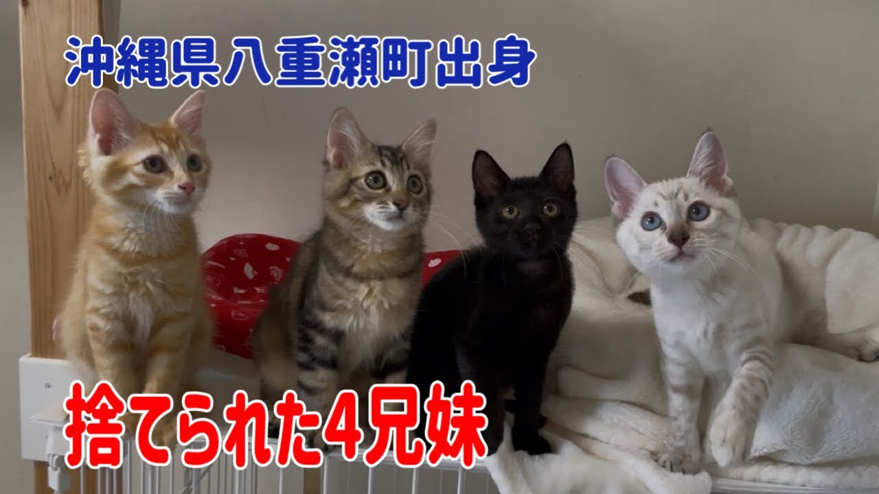 こんなかわいい子猫達が捨てられるなんて悲しい