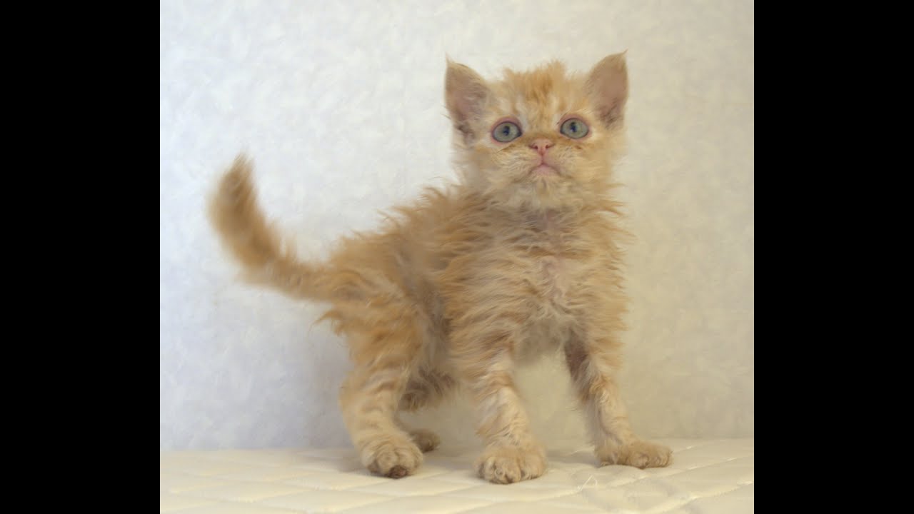 セルカークレックス子猫　Selkirk Rex　2025.5.28産まれ　レッドタビー　巻き毛　セミロング　男の子　シーダキャット猫のお店