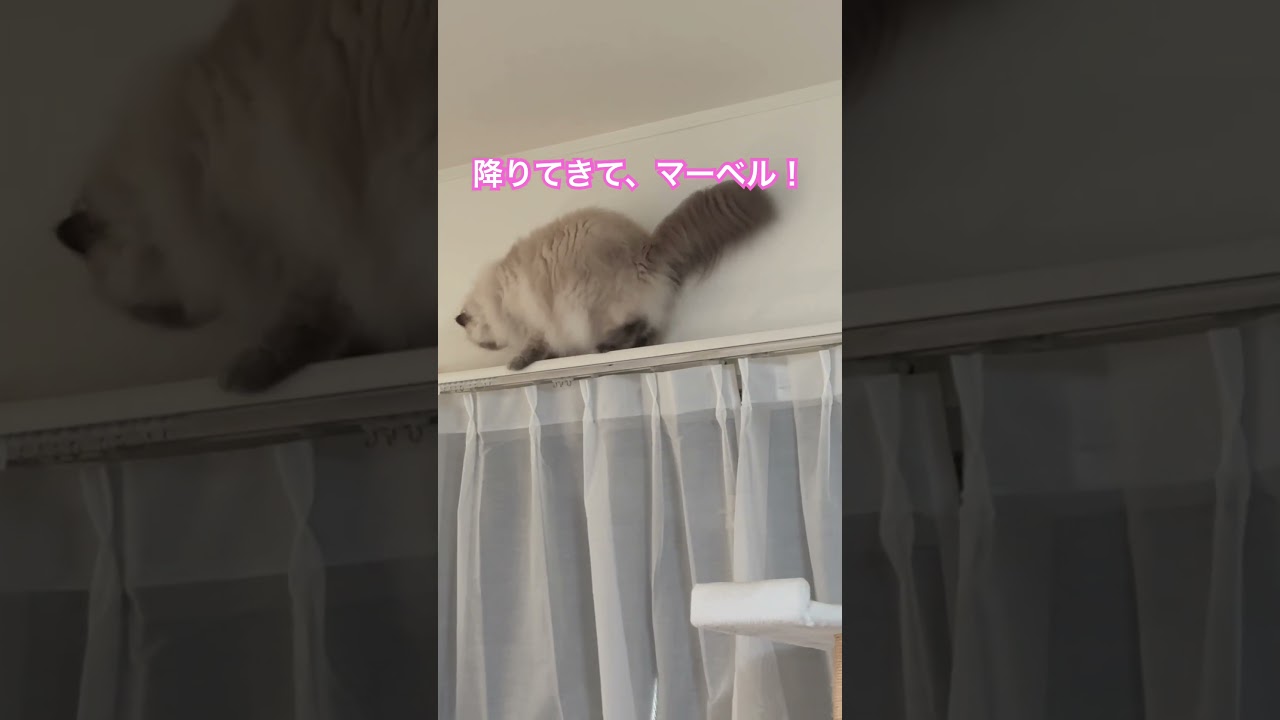 ヒマラヤンのマーベル🐈🐾もたまには…失敗……😅 #cat #music #猫好きさんと繋がりたい # #80smusic #猫のいる暮らし #shorts