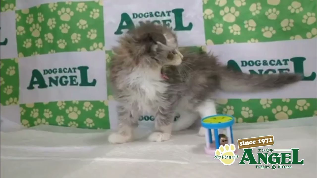 スコティッシュフォールド 2507084 【ペットショップエンゼル　子犬・子猫販売】