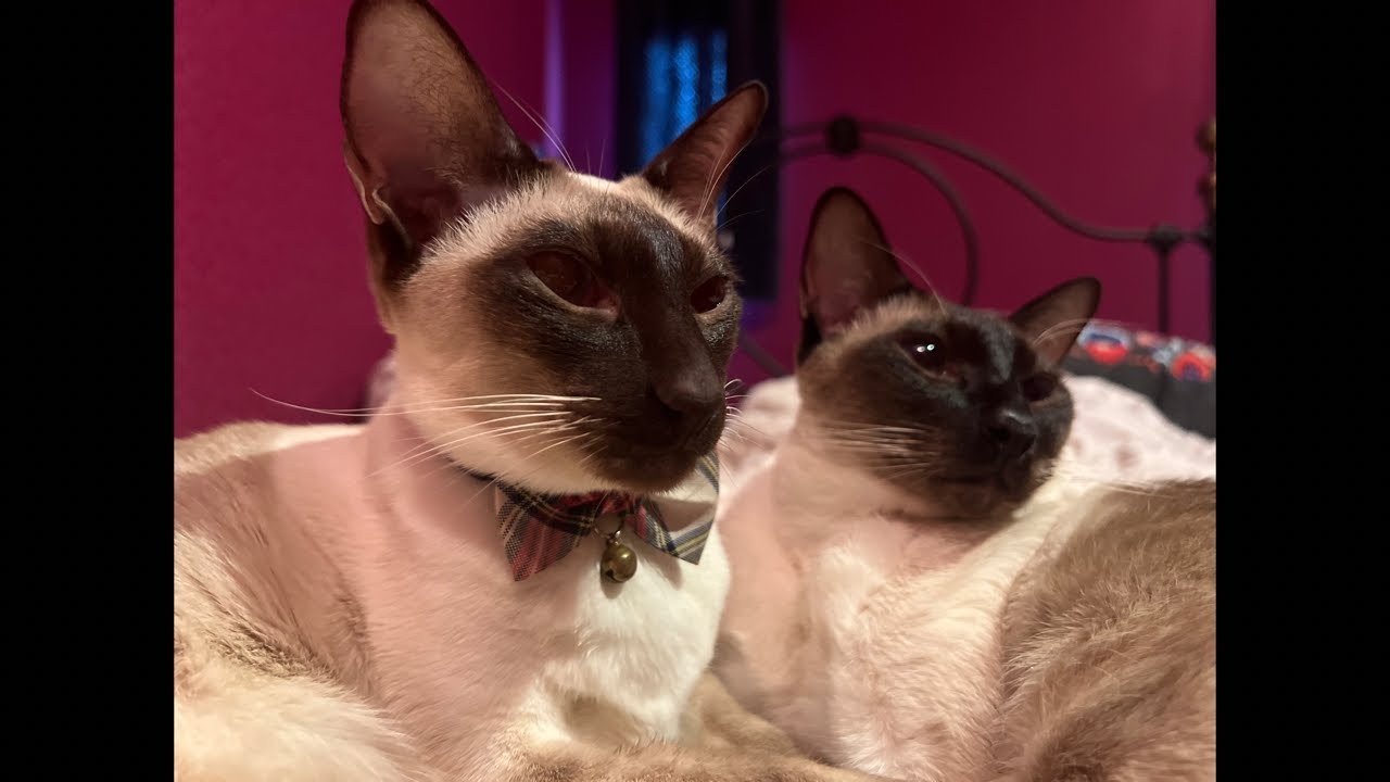 俺はシャムだ。I am a Siamese cat. is live!