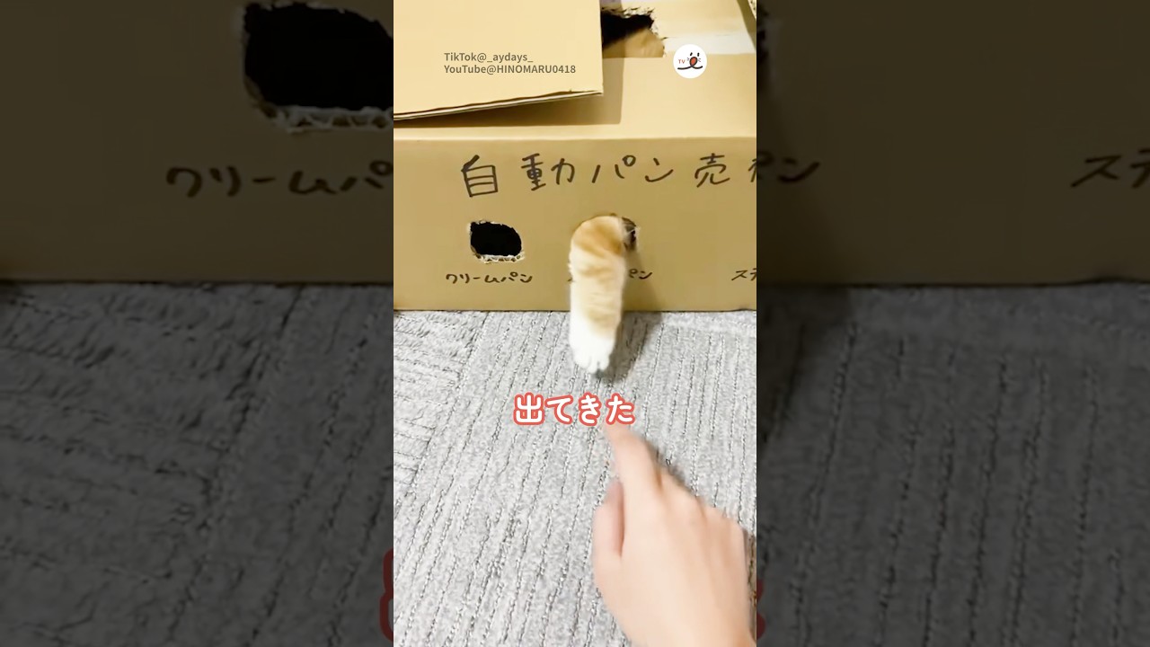 マンチカンの気まぐれなパン屋さん｜PECO #shorts