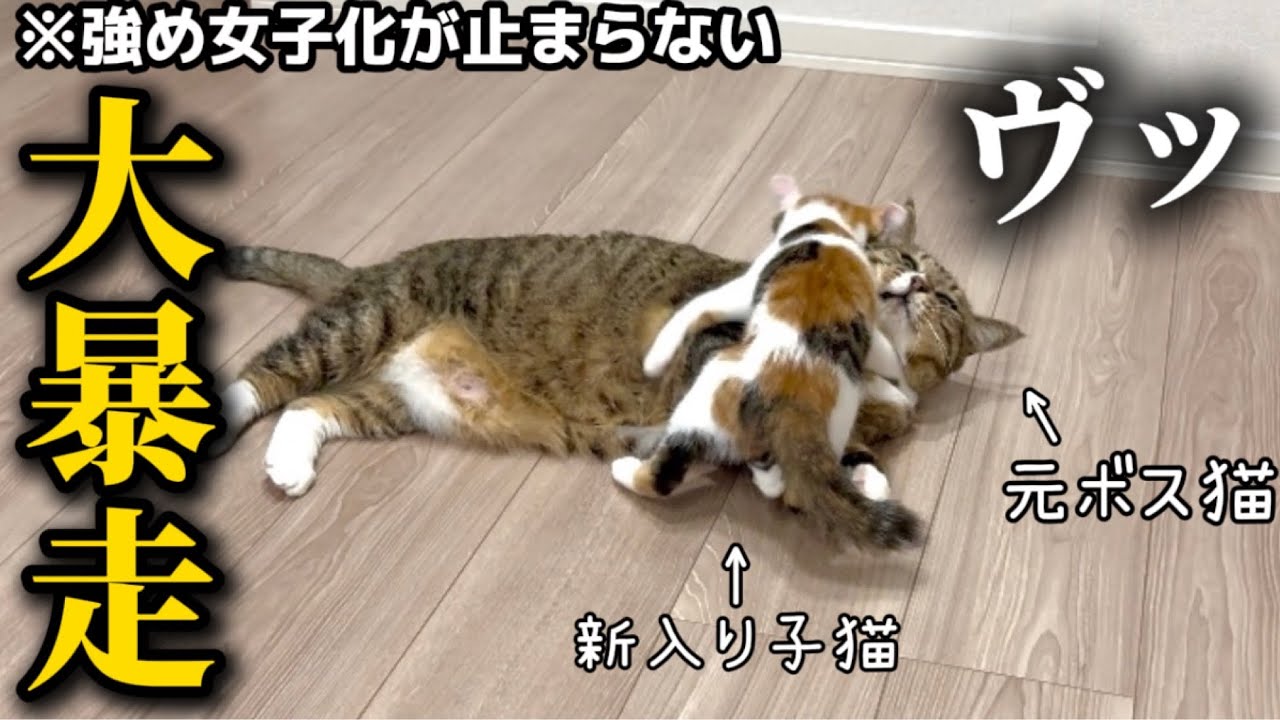 成長が早すぎる子猫のやんちゃ加減が増してきていて困ってます
