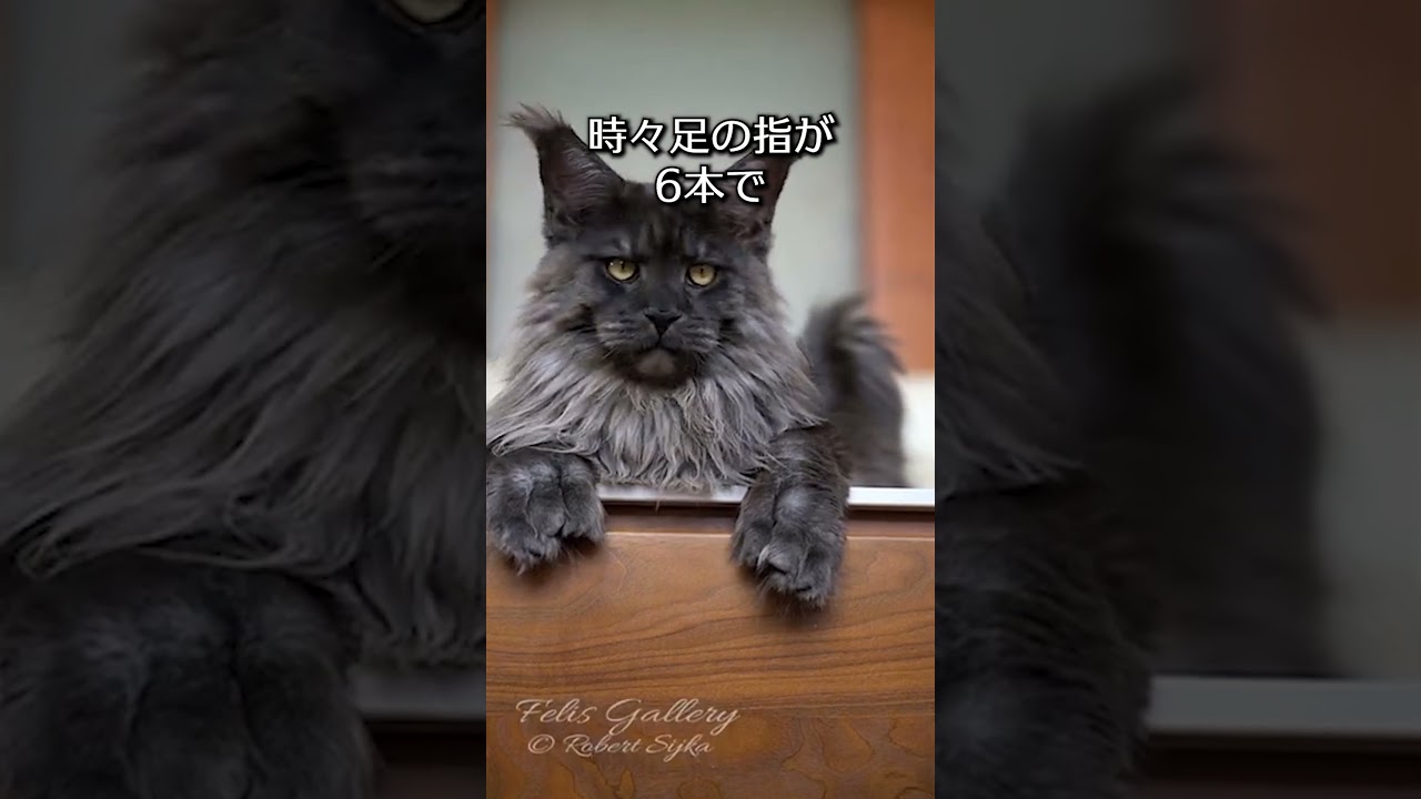 【デカ猫】メインクーンの可愛さがわかる一分解説