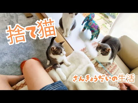 【3匹の保護猫と暮らす】猫とパパの休日♪Cats and Dad's Holidays♪