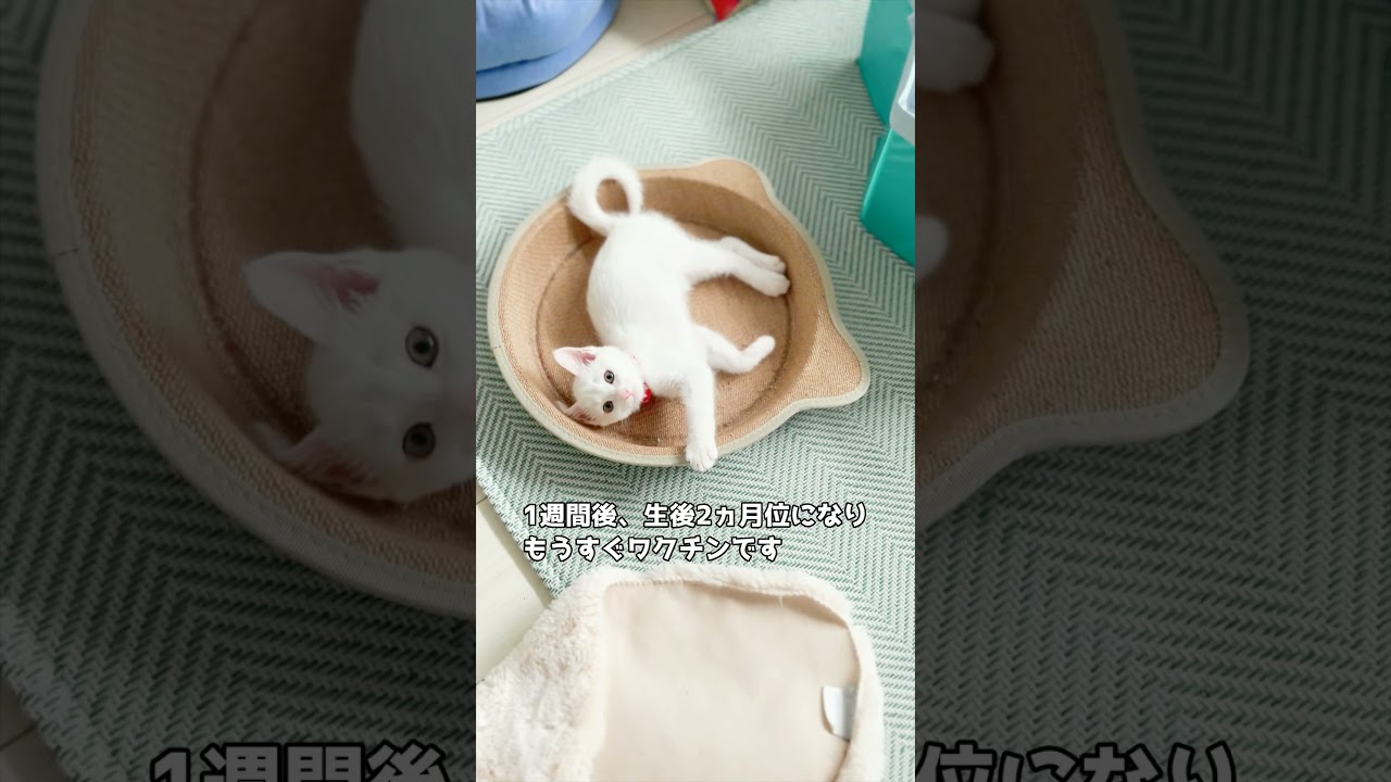 保護子猫ぴよちゃん23 #猫 #cat #kitten #子猫のいる暮らし #子ネコ #子猫 #保護子猫 #保護猫