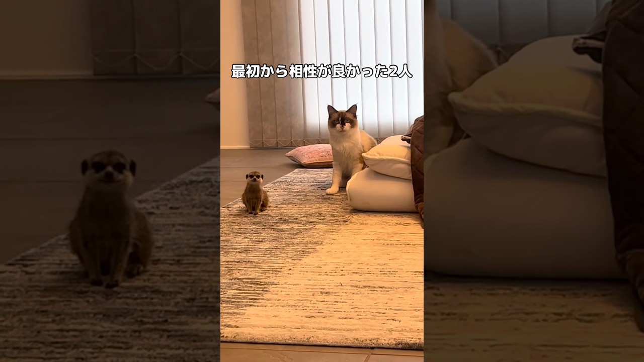 トイレもご飯も分けてるけどミーアが愛猫ので全部しちゃうから共同みたいになっちゃうw #ラグドール #ミーアキャット #shorts