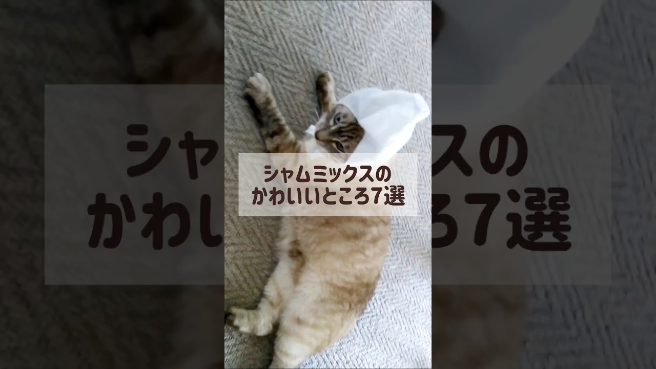 シャムミックスの可愛いところ７選 #猫のいる生活 #cat #猫