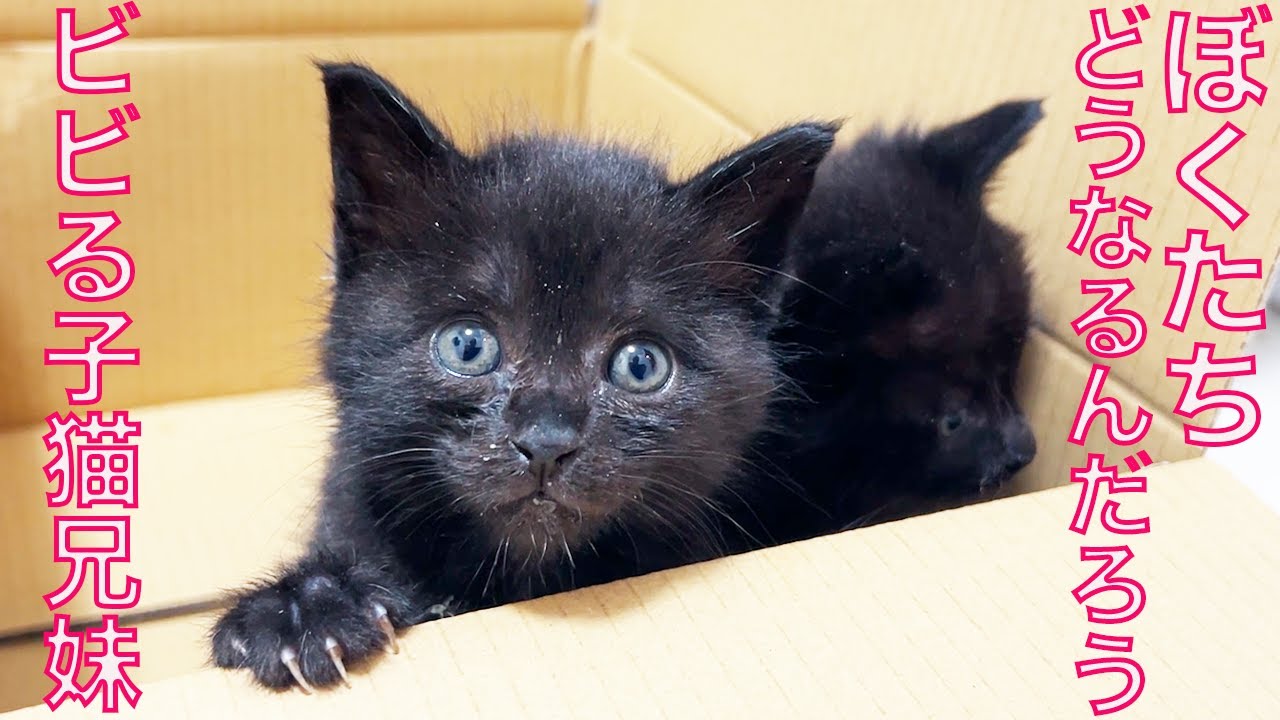 黒い保護子猫兄妹、初の珍獣にビビる　My funny-beast and  the rescued kitties
