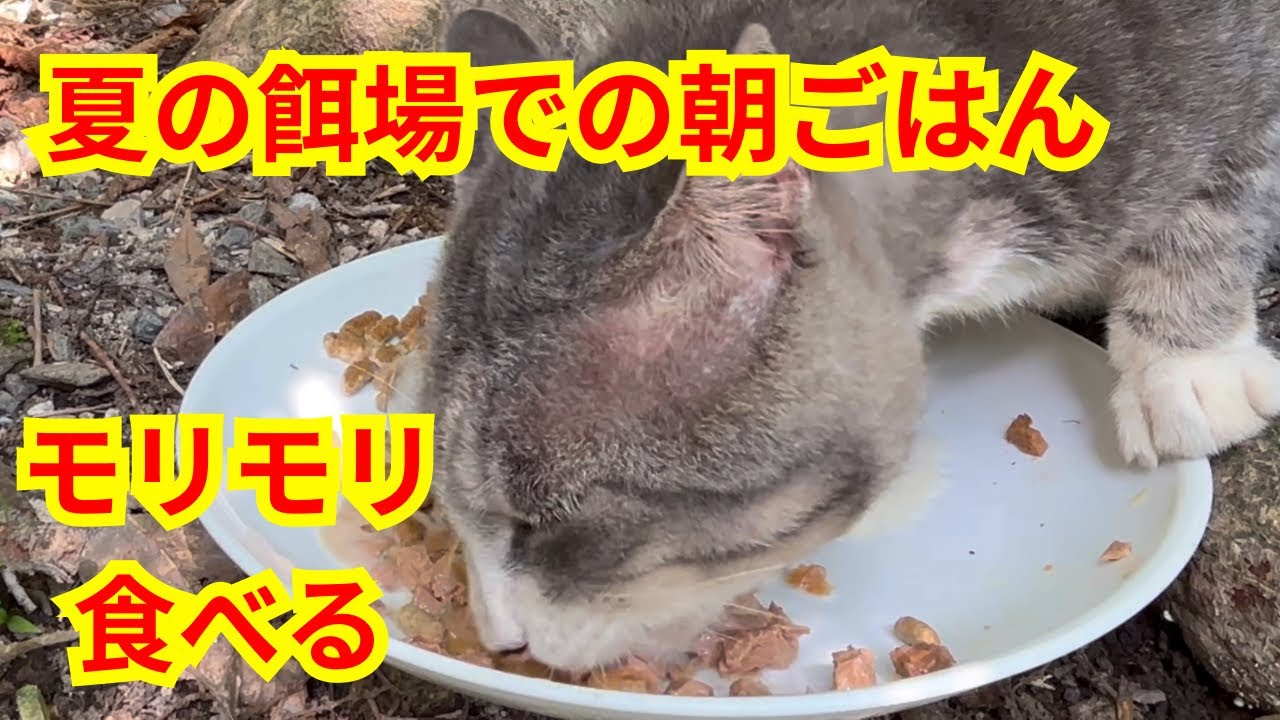 トップバッターの猫 ボスが最初にご飯を食べる