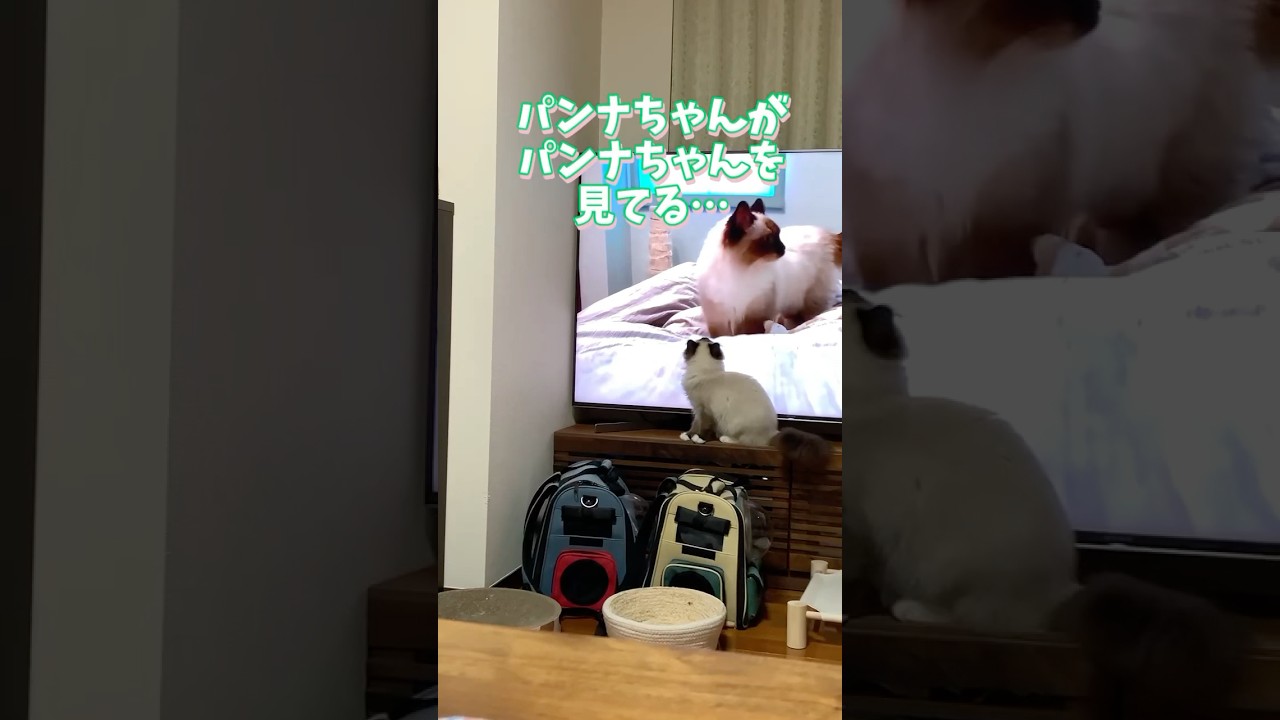 自分をやり逃げする猫 #猫 #子猫 #ragdolls #ラグドール #猫のいる暮らし #猫好きさんと繋がりたい #保護猫 #shorts