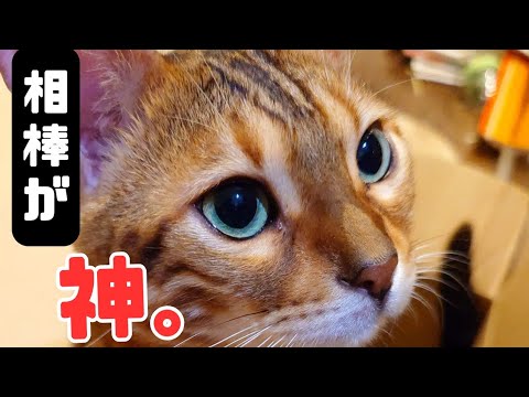 【イメージを裏切る可愛い猫】「猫好き必見！ベンガル猫の知られざる性格＆特徴。甘えん坊、お利口さん、食いしん坊、良くしゃべる、いつも遊んでくれる