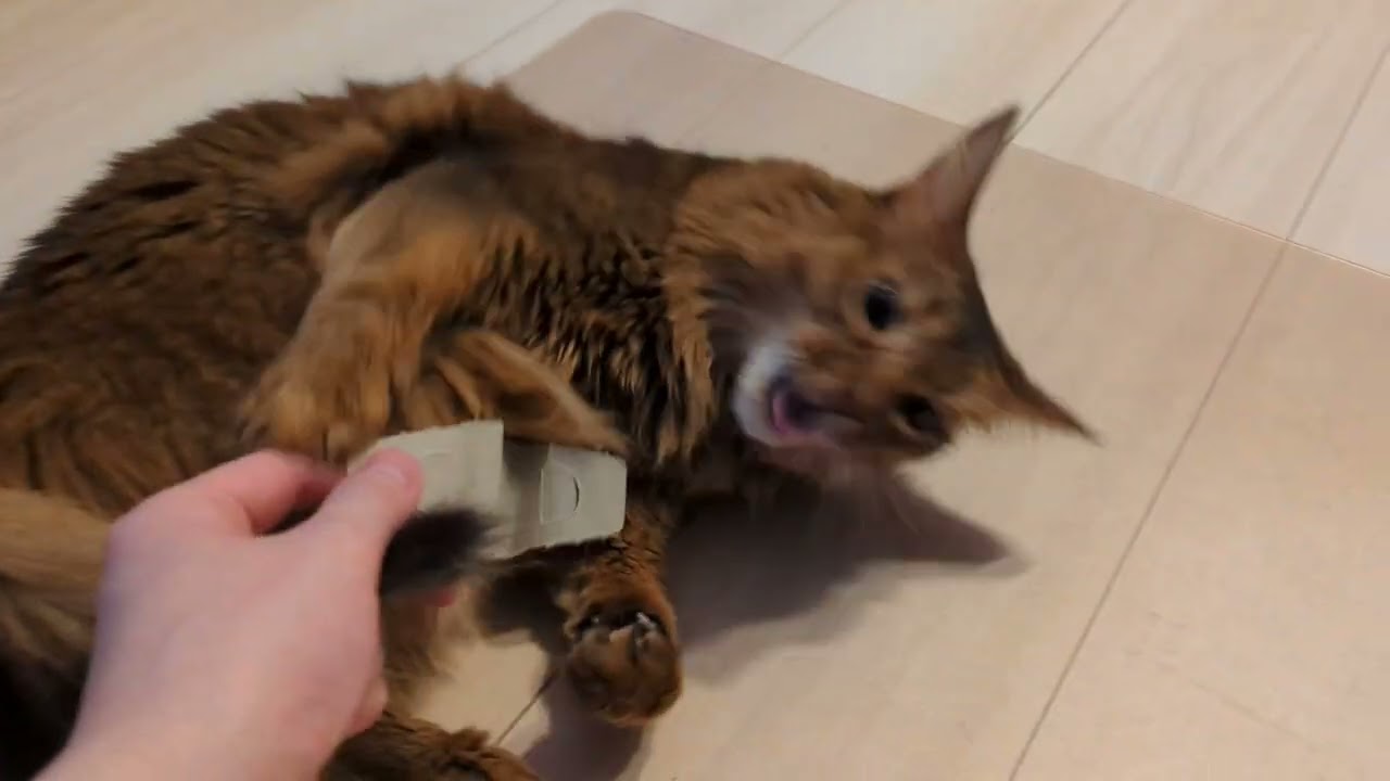 【1291日目】フワリア好きー #ソマリ #cat