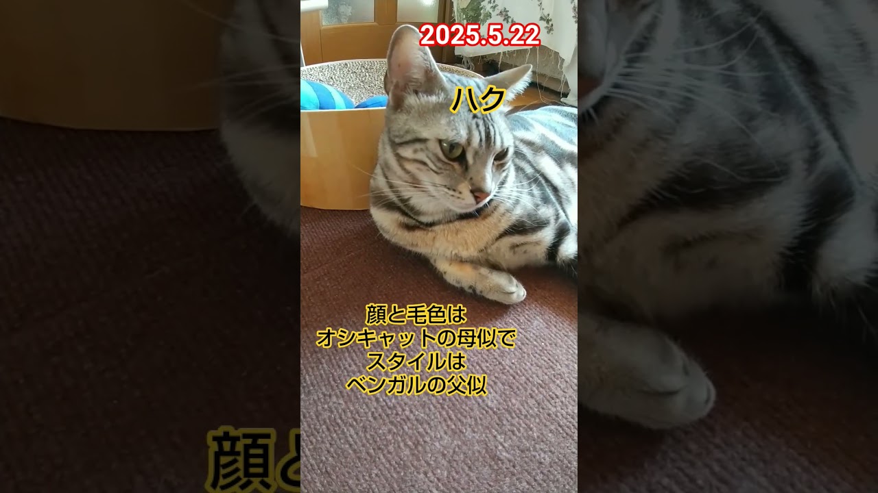 【ジジとハク】 #猫 #黒猫 #ミックス猫  #ベンガル猫 #オシキャット #まったり  #青森市