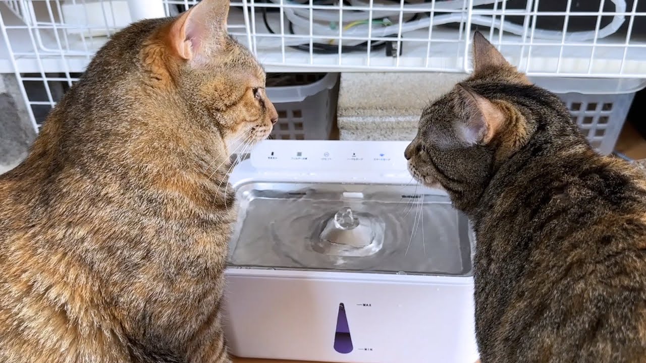 不思議ワールド麦わら猫は子猫の頃からずっと大姉ちゃん猫をリスペクトしています (再度テロップ付きです！）