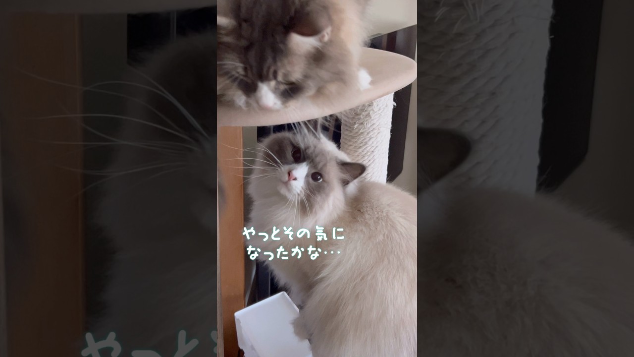 その気になってほしい時 #shorts #ノルウェージャンフォレストキャット #サイベリアン #cat
