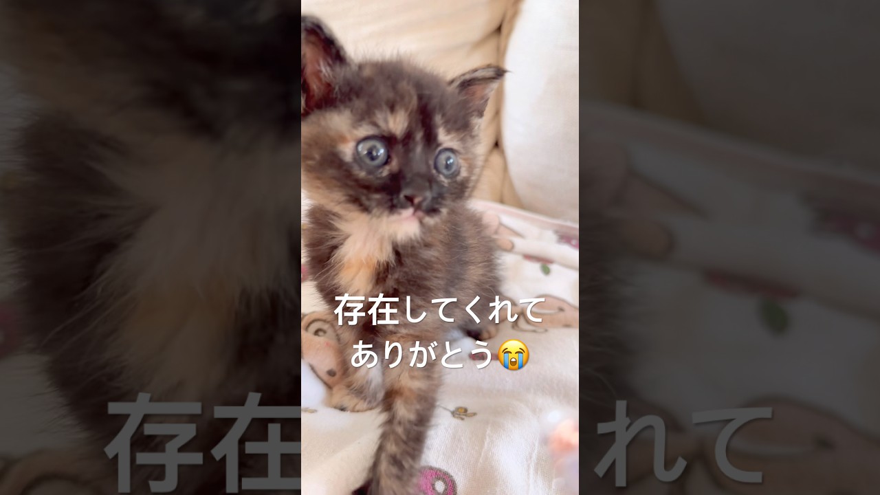 もう何しても可愛い新入りあんず #kitten #cat #子猫 #サビ猫 #cute #shorts #保護猫