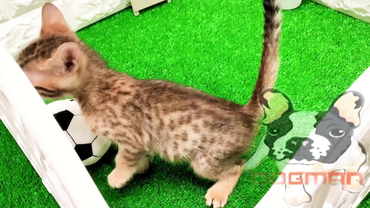 和歌山　エジプシャンマウ