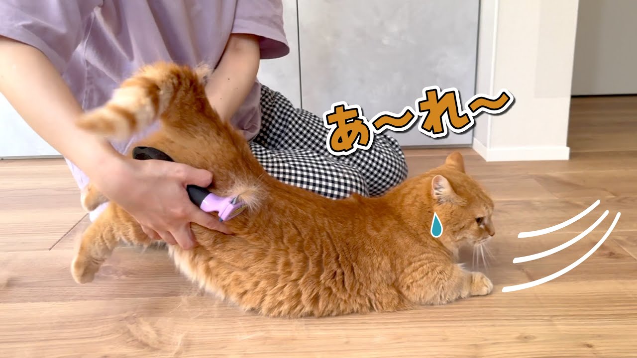 逃亡を試みるも何度も連れ戻される猫が可愛いw