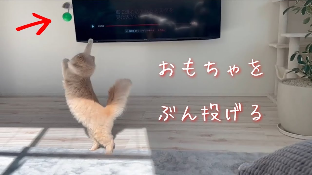【おもちゃを投げる】スコティッシュフォールドロングヘアー
