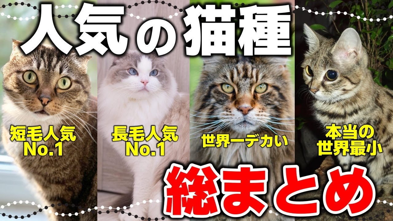 【総集編】レア猫も登場！あの猫は何位？人気猫種を一気に大公開！