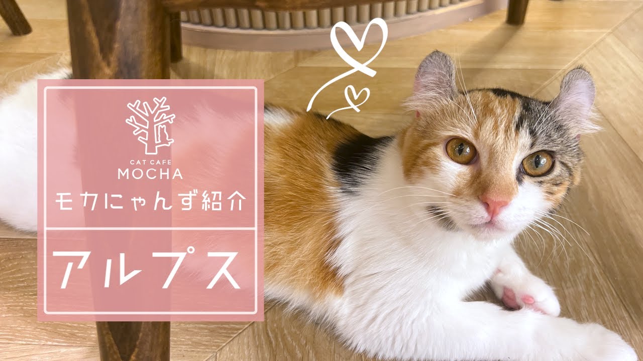 アルプス（アメリカンカール♀）松本店