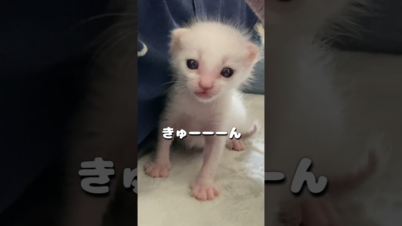 撫でると可愛い声が漏れる赤ちゃん猫が可愛い過ぎる