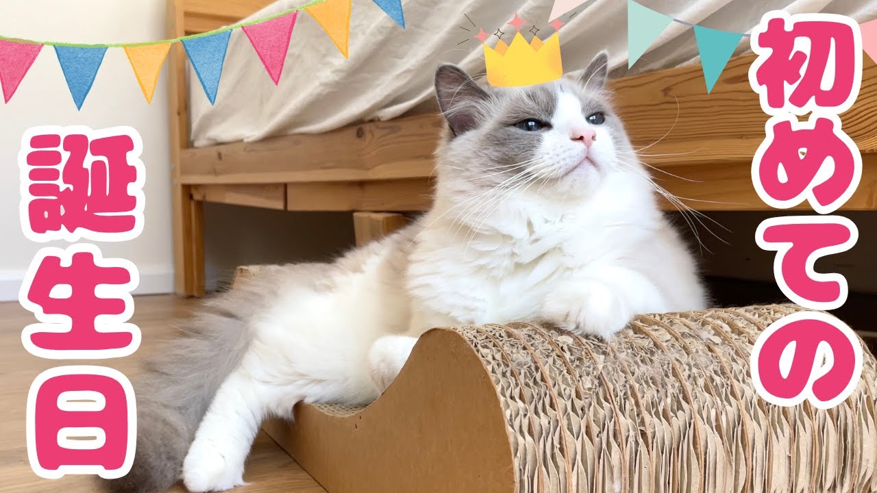 子猫の誕生日会を開いたらハプニング発生で中止の危機に…【ラグドール】