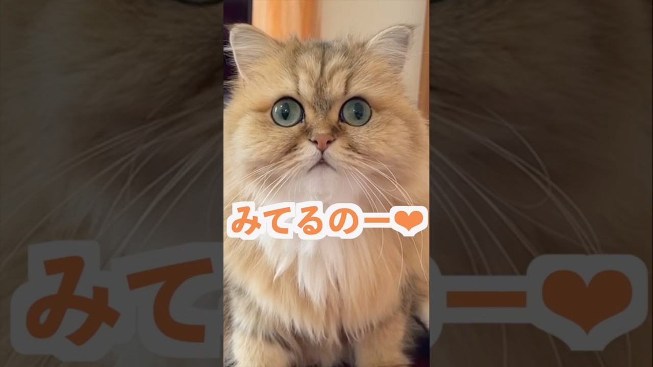 こちらを見つめてかたまるとーマリーちゃん編#ペルシャ猫 #猫のいる暮らし #猫のいる生活 #猫 #cat #persiancat