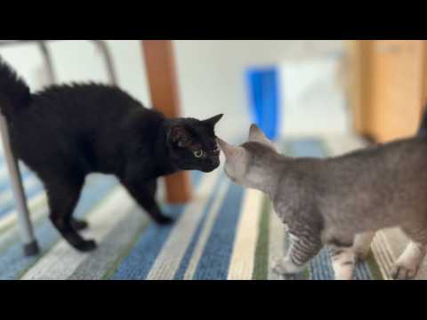 【感動…？】ついに子猫と黒猫が初対面！グイグイいく後輩猫に、先輩猫なづきがビビり散らかした結果こうなりました。