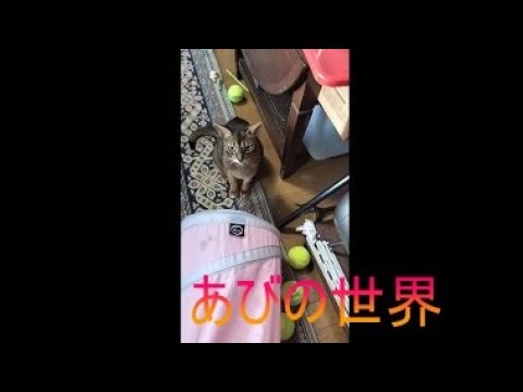 ネコ動画あび＃5146　あびの毎日　アビシニアン　あび